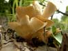 clitocybe gibba