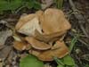 clitocybe gibba