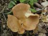 clitocybe gibba