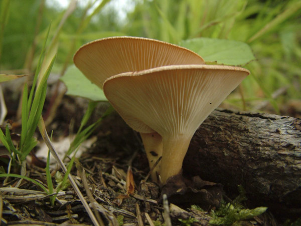 clitocybe gibba