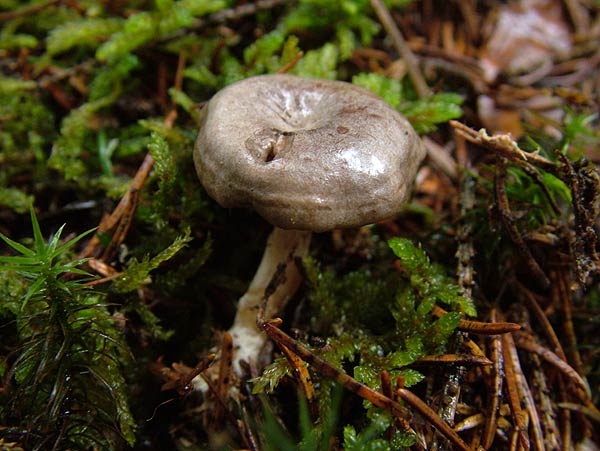 clitocybe radicellata