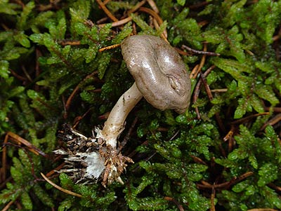 clitocybe radicellata