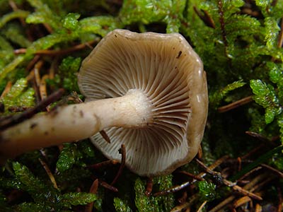 clitocybe radicellata