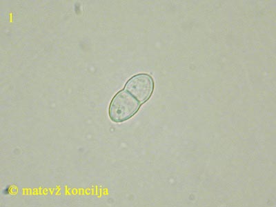 nectria coccinea - en tros