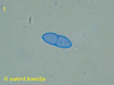 nectria coccinea - en tros