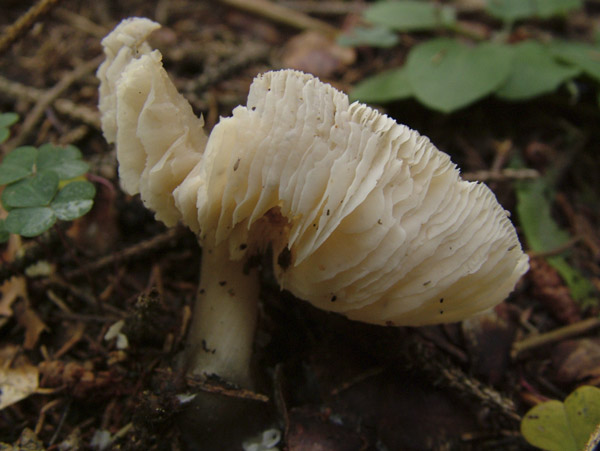 rhodocollybia butyracea