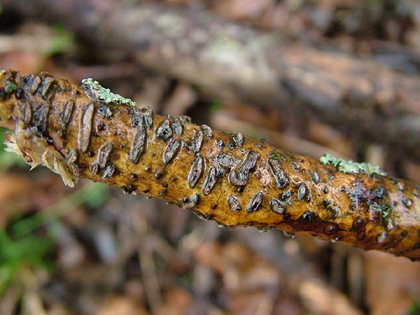 colpoma quercinum