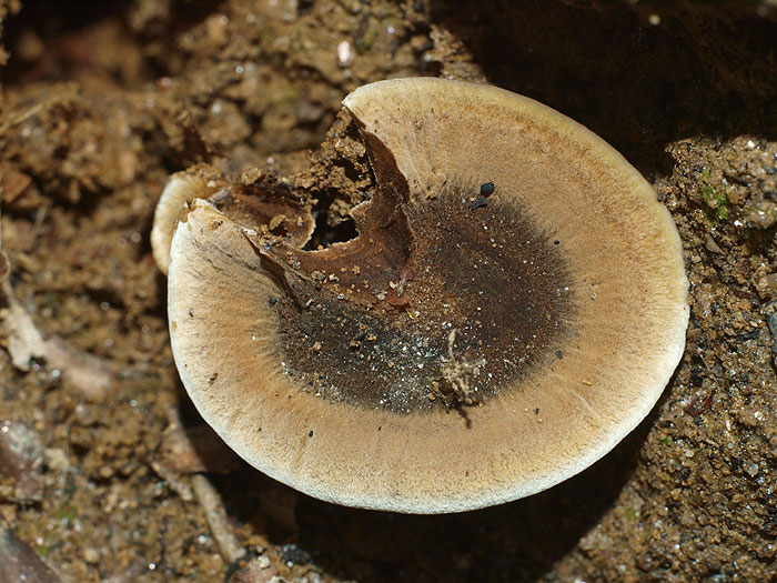 Coltricia perennis - Brauner Dauerporling