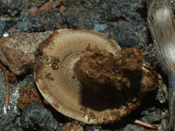 Coltricia perennis - Brauner Dauerporling