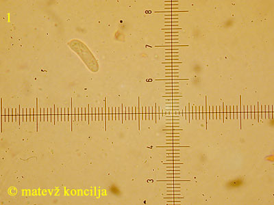 Merismodes fasciculata - Spore