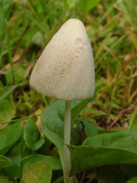 conocybe lactea