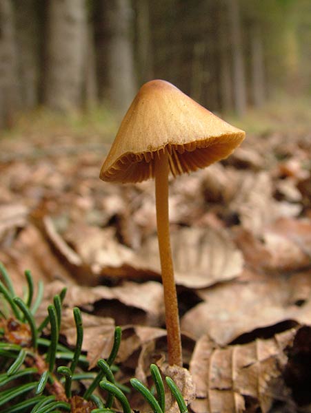 conocybe subovalis