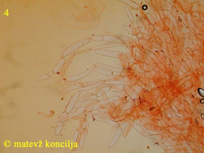 Coprinopsis cinerea - HDS