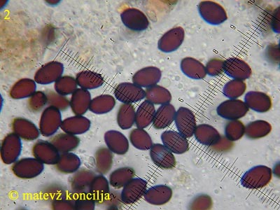 Coprinopsis cinerea - Sporen