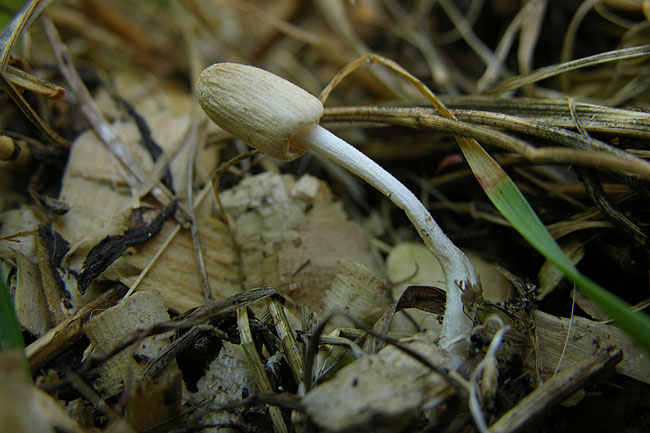 Coprinellus bisporus