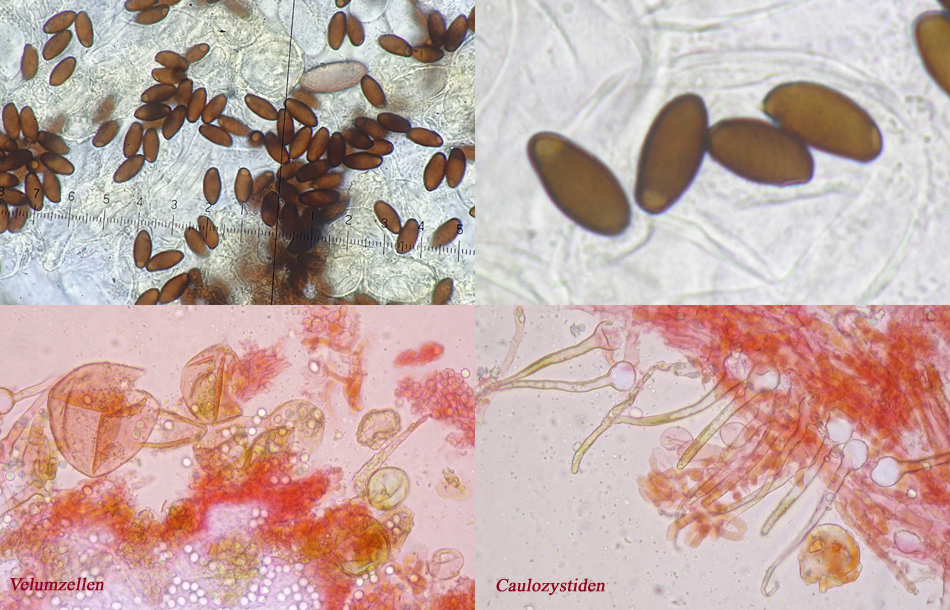 Coprinellus pusillulus