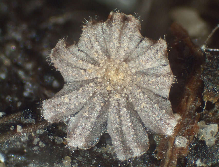 Coprinellus pusillulus