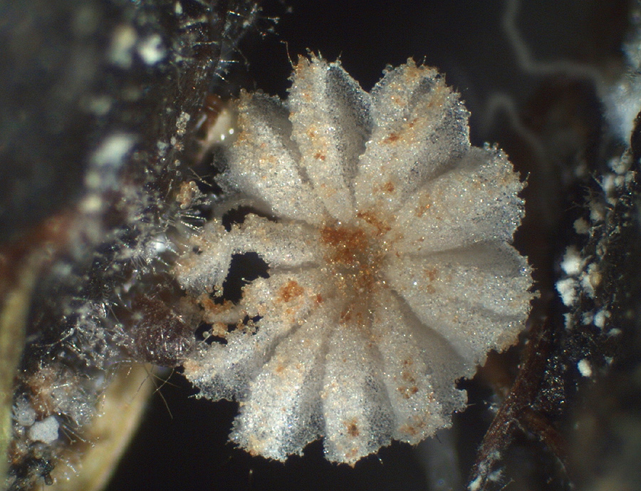 Coprinellus pusillulus