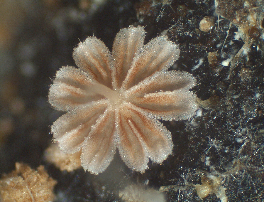 Coprinellus pusillulus