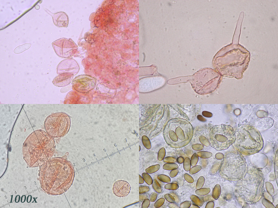 Coprinellus pusillulus