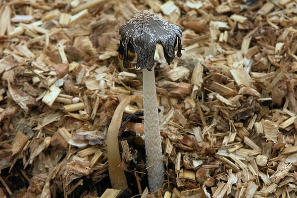 coprinopsis cinerea