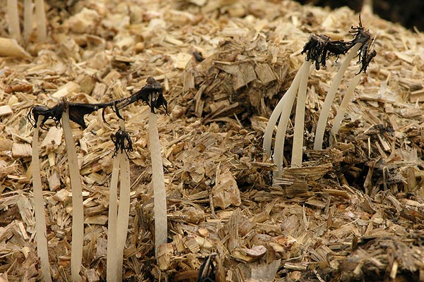 coprinopsis cinerea