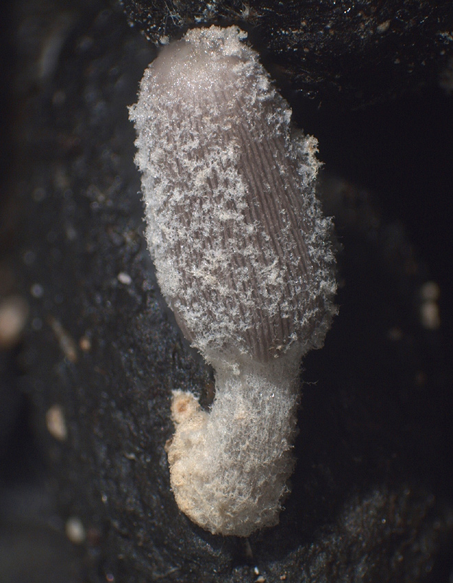 Coprinopsis filamentifera