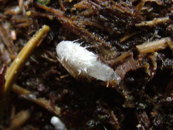 coprinopsis radiata