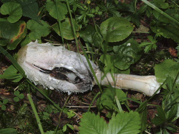 coprinus comatus