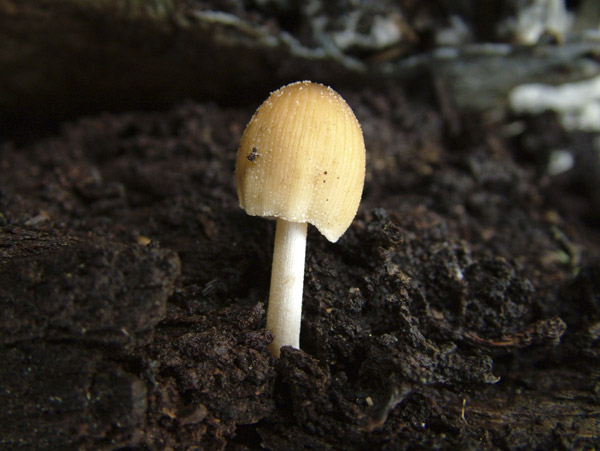 coprinus micaceus