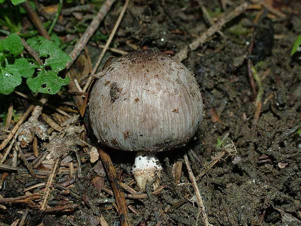 coprinus romagnesianus