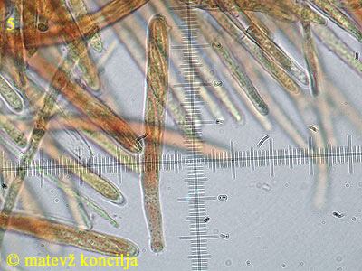 Lasiobelonium variegatum - aski