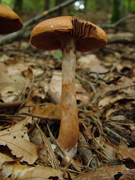 Cortinarius armillatus