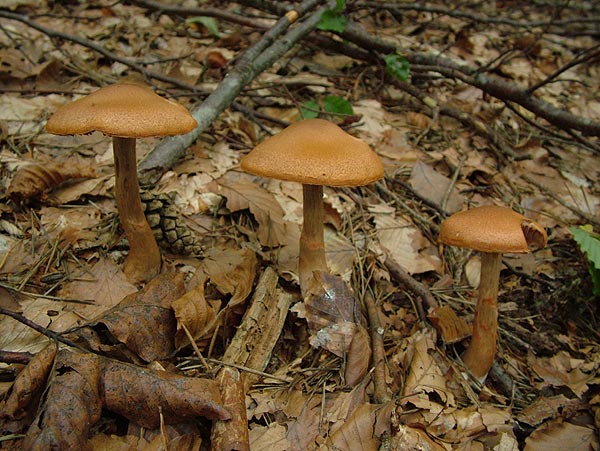 Cortinarius armillatus