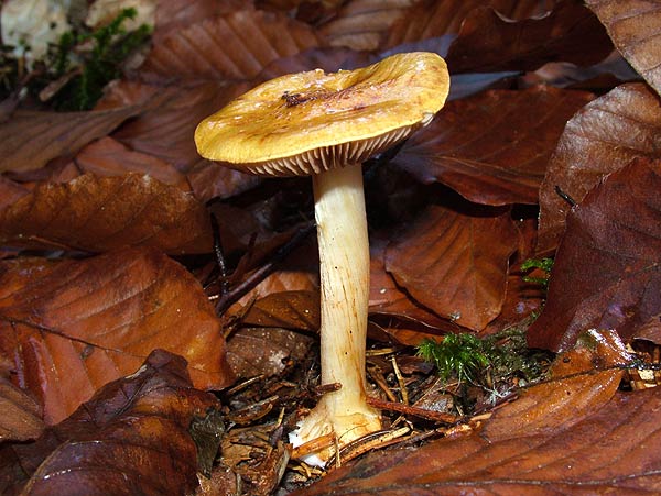 cortinarius calochrous