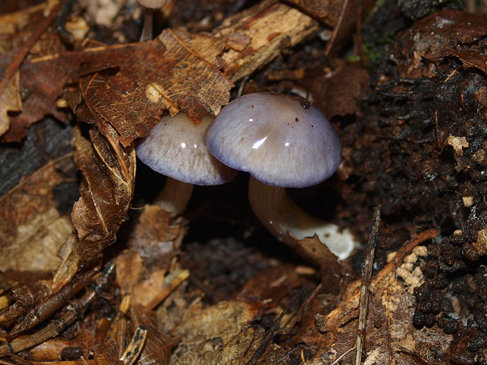 Cortinarius croceocaeruleus - oltovišnjeva koprenka