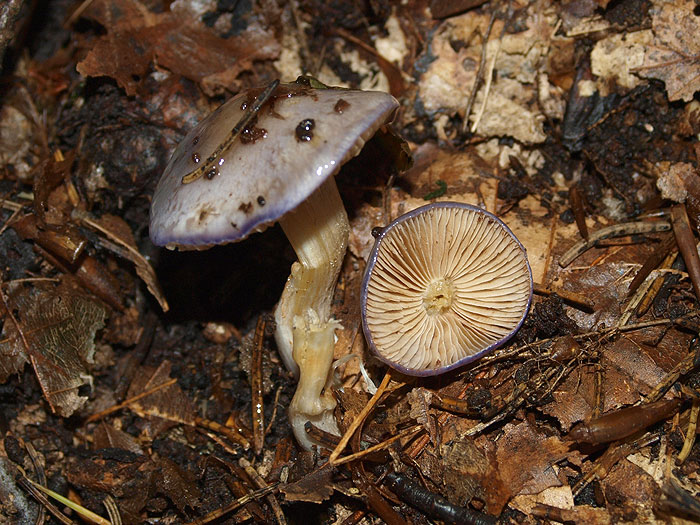 Cortinarius croceocaeruleus - oltovišnjeva koprenka