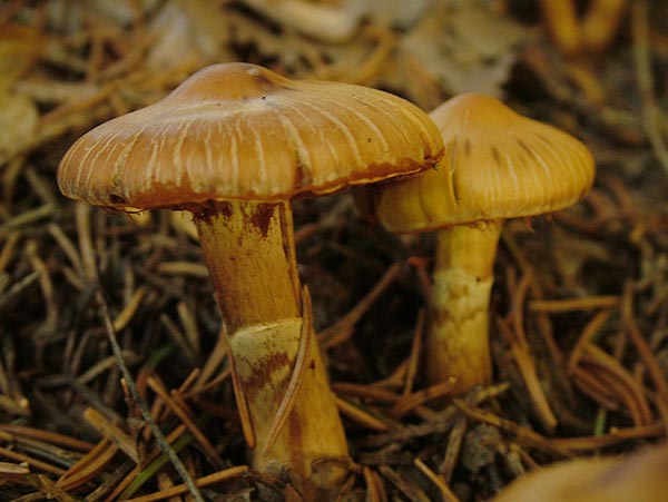 cortinarius hinnuleus