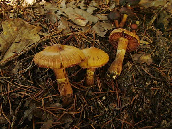 cortinarius hinnuleus