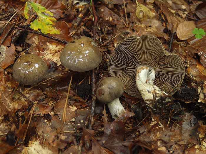 Cortinarius infractus - Bitterer Schleimkopf