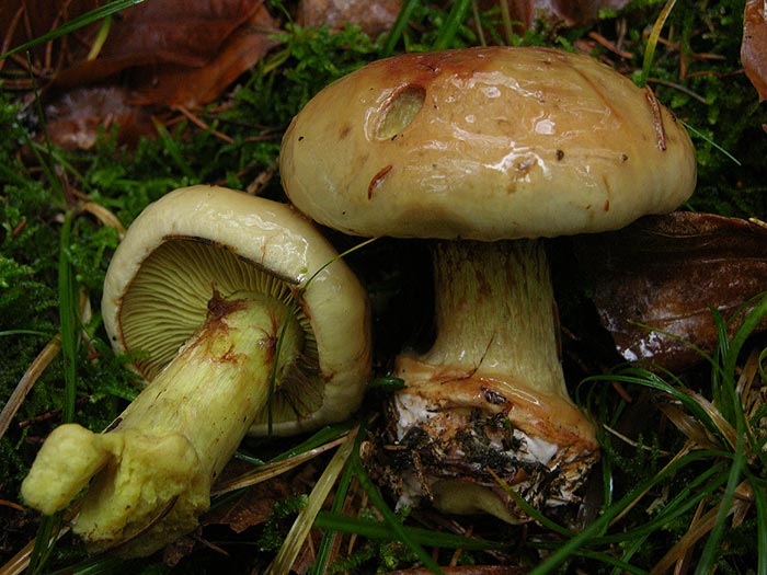 Cortinarius odorifer - janeeva koprenka