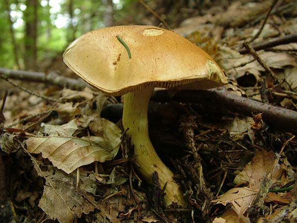 cortinarius percomis