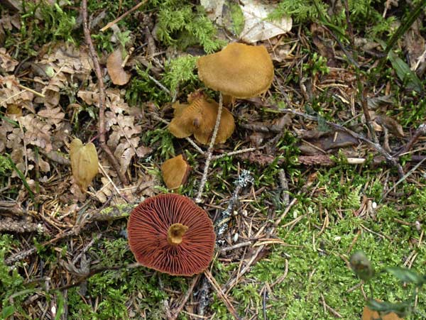 cortinarius semisanguineus