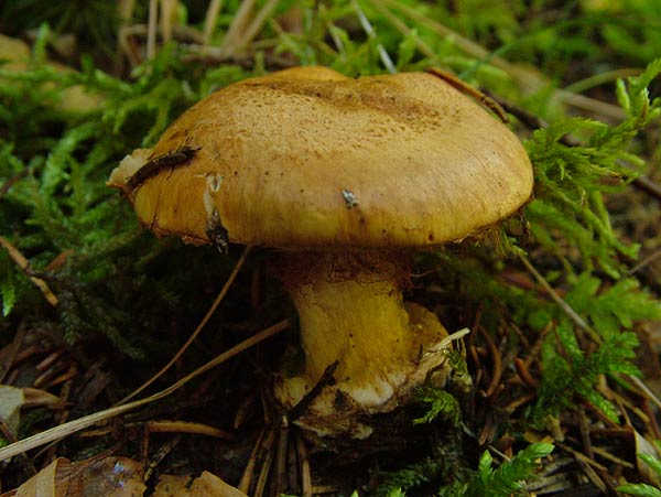 cortinarius species