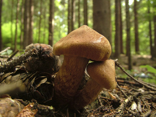 cortinarius rubellus