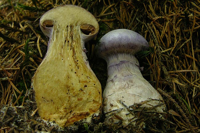 Cortinarius traganus