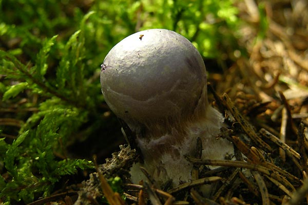 cortinarius traganus