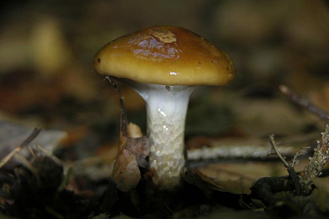 cortinarius trivialis