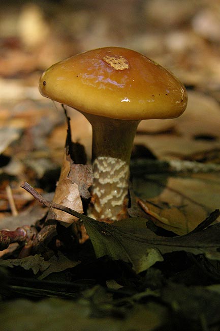 cortinarius trivialis