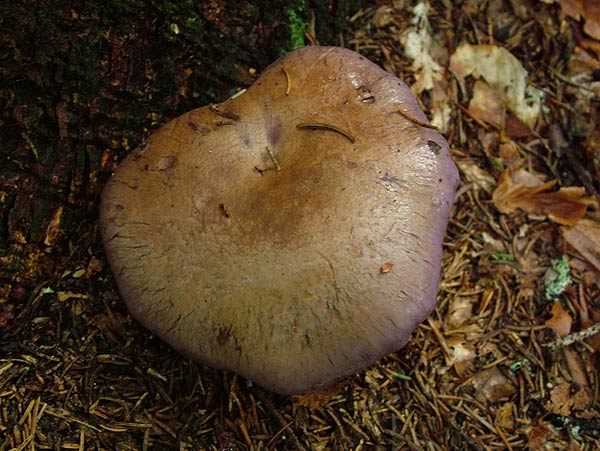 cortinarius variecolor